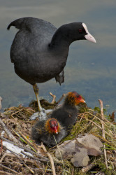 Eurasian coot with chicks on their nest
