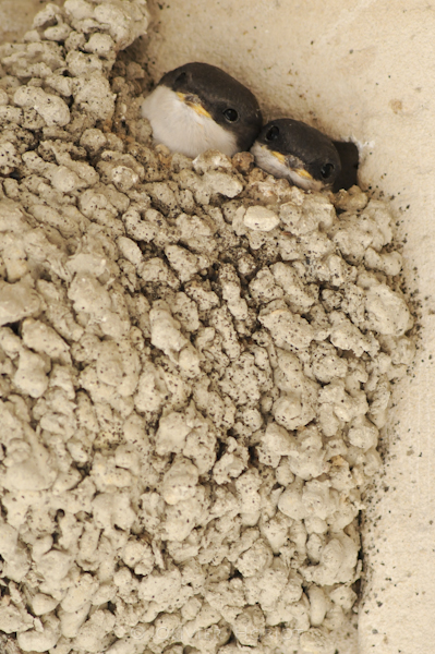 Young house martins in their nest